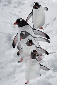 Pingviinit lumessa