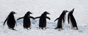 Pingviinit lumisella kävelyllä tekijältä Chuanxu Ren