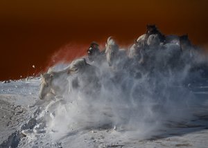 Valkoisten hevosten lumimyrsky
