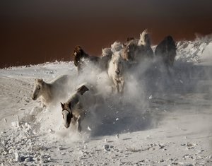 Wild Horses Snow Run tekijältä Chuanxu Ren