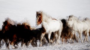 Talvessa liikkuvat villihevoset