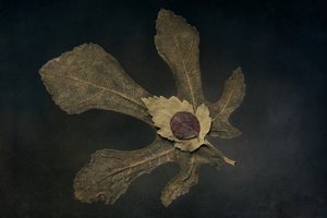  tekijältä Cicek Kiral