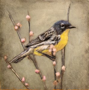  tekijältä Claire Lerner