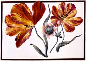 Tulppaanit ja anemone, n. 1690