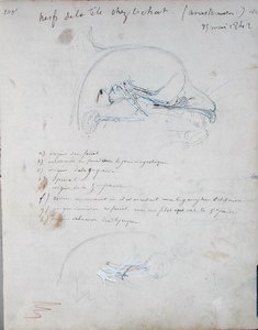 Hermosto kissan päässä, toukokuu 1842 (kynä paperilla) tekijältä Claude Bernard