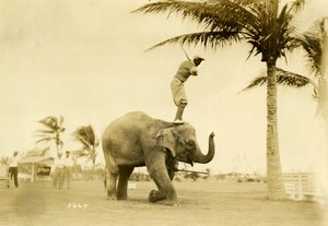 Golfaaja seisomassa Rosie the Elephantilla Miami Beachillä 2. toukokuuta 1927