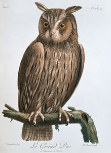 Le Grand Duc", Pöllö, 1799-1808 tekijältä Claude Fessard