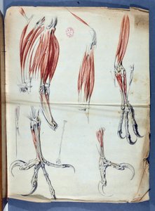 Kotkan tahnan anatomia, joka julkaistiin Claude Perraultin 1613-1688 julkaisussa "Memoirs for use in the natural History of animals", julkaisussa Memoirs of the Royal Academy of Sciences 1666-1699 (1729-1734) - Academie de Science - Paris tekijältä Claude Perrault