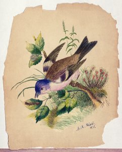 Sinilintu oksalla