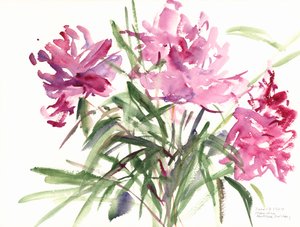 Pionit, 2004 (akvarelli) tekijältä Claudia Hutchins Puechavy