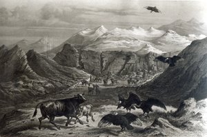 Kondorit hyökkäsivät vasikan kimppuun, F. Lehnertin kaivertama Historia de Chile, 1834 kuva) tekijältä Claudio Gay