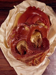 Sydämen malli (vaha)