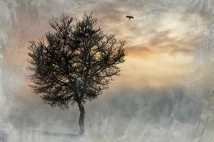 Dramaattinen Lone Tree tekijältä Codruta Georgescu