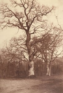 Puiden tutkimus, Bois de Boulogne