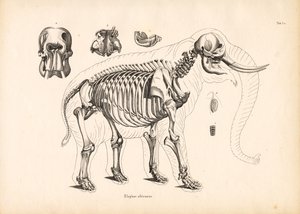 Afrikkalainen norsu luuston anatomia tekijältä Conrad Kull