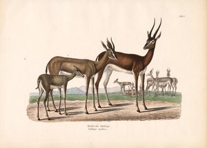 Arabian oryx puoliaavikolla tekijältä Conrad Kull