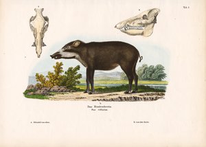 Anatomisia yksityiskohtia sisältävä nauhoitettu sika tekijältä Conrad Kull