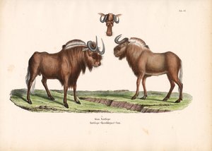 Musta gnuu ja pää yksityiskohtaisesti tekijältä Conrad Kull