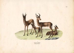 Gazelle perheen ryhmässä tekijältä Conrad Kull