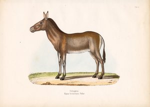 Dziggetai eli Mongolian villiaasi tekijältä Conrad Kull