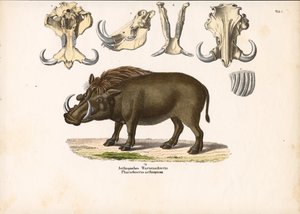 Etiopian warthog kallon anatomia kanssa tekijältä Conrad Kull