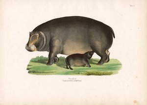 Hippopotamus ja vasikka