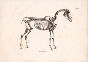 Hevosen luuranko tekijältä Conrad Kull