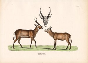 Koba Antilooppi tekijältä Conrad Kull