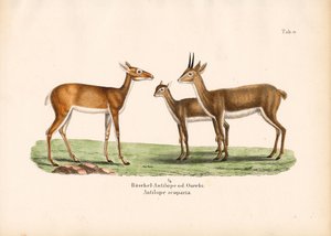 Oribi-antiloopit perheessä tekijältä Conrad Kull