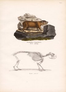 Punapäinen kalliohyrax ja Cape Rock Hyrax luuranko tekijältä Conrad Kull