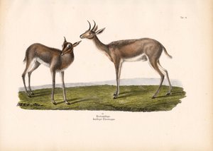 Rokohorsma tekijältä Conrad Kull