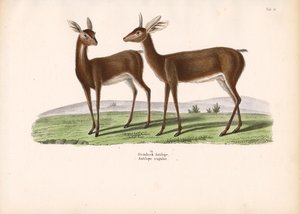 Kauris tekijältä Conrad Kull