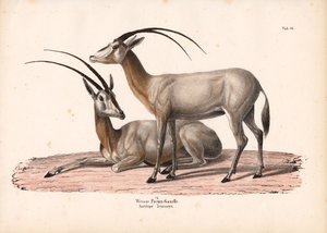 Valkoinen oryx
