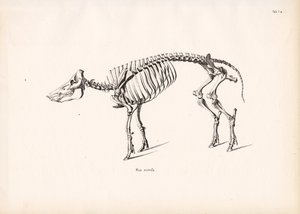 Villisian luuranko tekijältä Conrad Kull