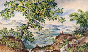 Leipähedelmäpuun tutkimus, Allegalla Peak