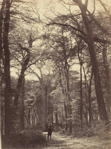 Metsäkohtaus