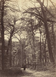 Metsäkohtaus, c. 1865.