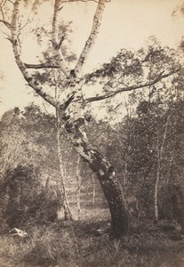 Tutkimus koivusta, Barbizon, 1860-1870.