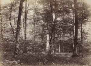 Nimetön Fontainbleaun metsä, n. 1874.