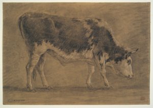 American Ox tekijältä Constant Troyon