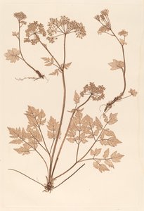 Chaerophyllum hirsistum tekijältä Constetin von Ettinghausen and Alois Pokorny
