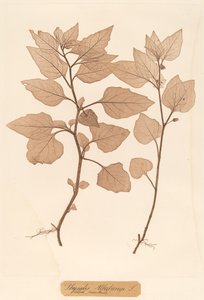 Physalis Alkekengi tekijältä Constetin von Ettinghausen and Alois Pokorny