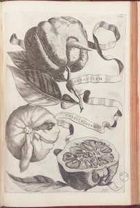 Sarvipehmustettu appelsiini, levy 409 Giovanni Battista Ferrarin teoksesta "Hesperides or de Malorum Aureorum Cultura et Usu Libri quatuor", 1646