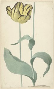 Kirjailija: tulp Bizard Louis d
