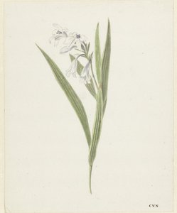 Fresia tekijältä Cornelis van Noorde