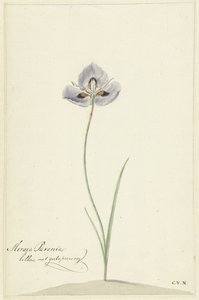 Iiris tekijältä Cornelis van Noorde