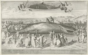 Kaskelovalas, joka on jumissa Egmond aan Zeessa, 1764 Cagelot tai Potwhale, noin 60 jalkaa pitkä, hieman pohjoiseen Egmond op Zee Alivesta Stranded 15. helmikuuta 1764. Myytiin siellä huutokaupassa 1. maaliskuuta hintaan 810 Guldenia (otsikko esineessä) tekijältä Cornelis van Noorde