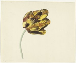 Tulppaani nimeltä Bizard Phoenix tekijältä Cornelis van Noorde