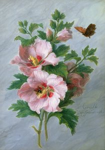 Hibiscus marmorireunusta vasten