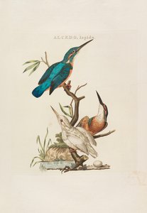 Hollannin linnut: Kotitalouden, Aertin ja ominaisuuksien mukaan, 1770-1829. tekijältä Cornelius Nozeman